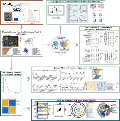 Identification and validation of a classifier based on hub aging-related genes and aging subtypes correlation with immune microenvironment for periodontitis